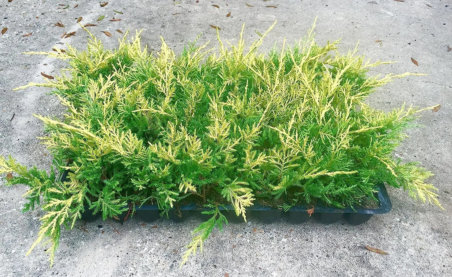 Saybrook Gold Juniper 60 Live Plants Drought Tolerant Cold Hardy - $39.41