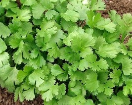 THJAR Cilantro Seeds - Organic, Heirloom, Open Pollinated, Non GMO - Gro... - $2.31