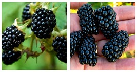 2 Blackberry Prime Ark Freedom Live Thornless Plants - £40.20 GBP