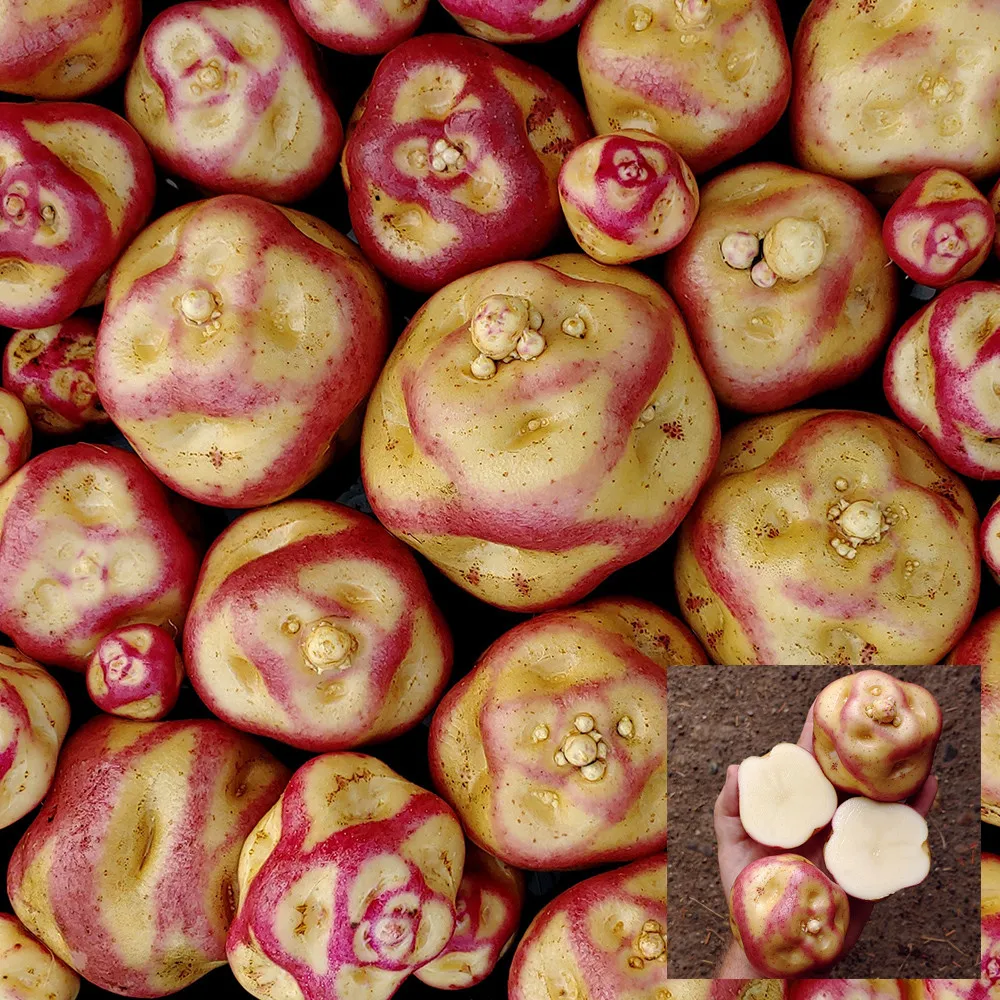 4 Seeds, Maco Reina Potato ZZ-1733 - £30.74 GBP