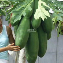 BELLFARM Papaya Giant Long Tree Fruit Seeds, 6 Seeds, carica papaya F1 edible FR - £3.02 GBP