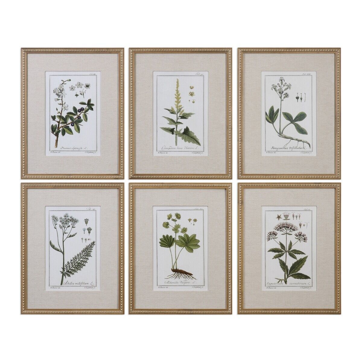 Primary image for 212 Main 33651 Green Floral Botanical Study Prints  Set of 6
