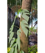 Cebu Blue Epipremnum Pothos Live Plantwell Rooted 4 To 5 Leaves As Pictu... - $277.13 MXN
