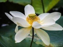 Big White Lotus Flower Nelumbo Pond Plants 1 PCS Seeds - $136.96 MXN