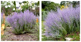 Perennial Perovskia Atriplicifolia - &#39;Russian Sage&#39; Seeds 180 Seeds  - $21.99