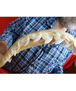 sj470-89) 17-1/2&quot; Tiger SHARK jaw sharks jaws t**th Galeocerdo taxidermy... - $2,131.02 CAD