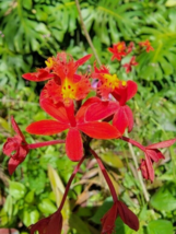 3 Pc Cuttings 3&quot; Tall no Root Red Epidendrum Orchid Flower Live Plant | RK - £23.06 GBP