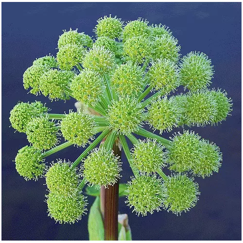 30 Seeds ANGELICA Archangelica Officinalis Edible Archangel Holy Ghost Herb  - £10.39 GBP