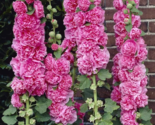 10 Seeds Chaters Double Bright Pink Hollyhock Flower - $9.80