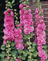10 Seeds Chaters Double Bright Pink Hollyhock Flower - £7.76 GBP