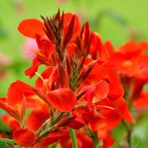Canna Bulbs Red Jumbo Rare Organic Tropical Live Plant Rhizomes Fast Gro... - $356.00 MXN+