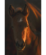 Little Miss by Robert Dawson Canvas Giclee Portrait of a Horse Open Edition - $246.51