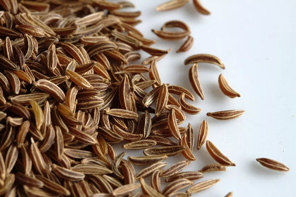 1000 Caraway Seeds Growing Meridian Fennel Persian Cumin - £5.43 GBP