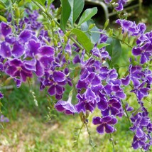 Duranta Erecta Sweet Memories 10 Seeds Usa Fast Shipping - £16.37 GBP