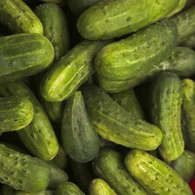 25 Seeds Indiana Cucumbers Fresh Crop - £7.81 GBP