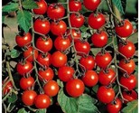 100 Cherry Tomato Super Sweet Large Seeds Heirloom Non Gmo Rare Organic ... - £7.20 GBP