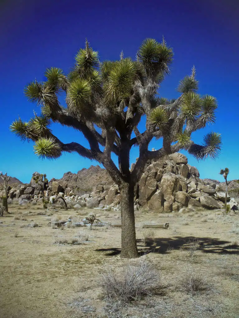 5 Joshua Tree Palm Tree Yucca Brevifolia White Flowers Cactus Succulent Seeds Fr - £11.96 GBP