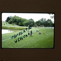 Flock Of Geese Golf Course Pond 1994 Kodachrome VTG 35mm Found Slide Photo - £7.93 GBP