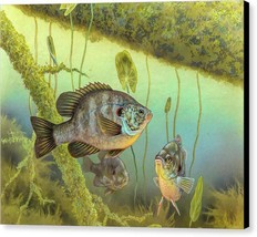 Redear Sunfish by Timothy Knepp Wildlife Fish Outdoor Canvas Art Print 16x20  - £141.32 GBP