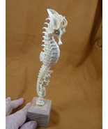 Seah-w3 Seahorse tail around coral of shed ANTLER figurine Bali detailed... - £328.75 GBP