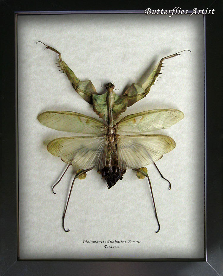 Primary image for VERY RARE Idolomantis Diabolica Female XL Devils Mantis Entomology Shadowbox