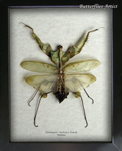 VERY RARE Idolomantis Diabolica Female XL Devils Mantis Entomology Shado... - $169.99