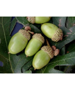 White oak (Quercus alba) 2 year old plant, well rooted , 12-18 inches - £12.77 GBP