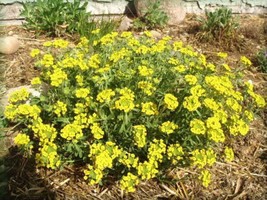 USA SELLER 1000 Golden Tuft Alyssum Basket Of Gold Yellow Alyssum Saxatile Flowe - $14.60