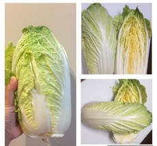 500 Seeds Chinese Cabbage Boost Your Garden&#39;s Productivity With Superior Seeds - £8.48 GBP