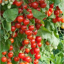 USA SELLER Cherry Cascade Tomato Seeds Fast Shipping - £7.89 GBP