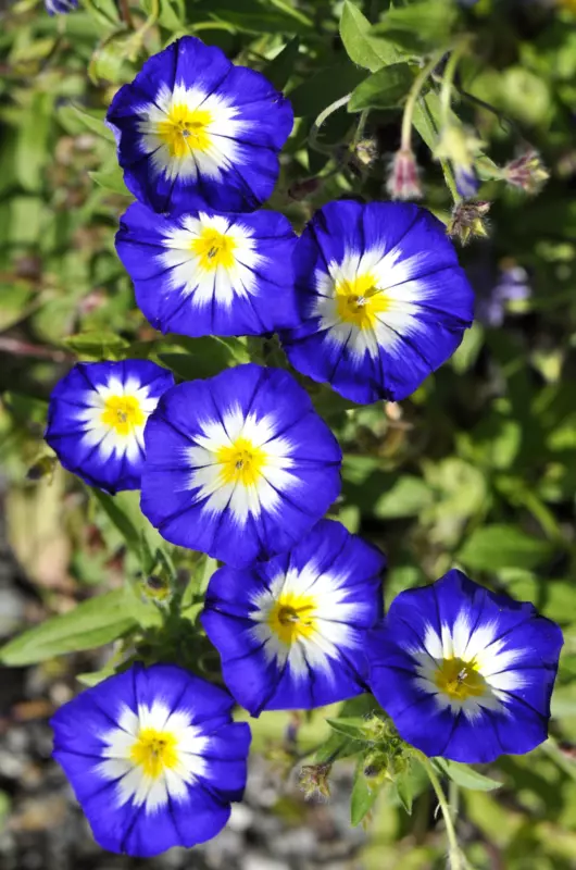 35 Seeds Blue Dwarf Royal Ensign Morning Glory Convolvulus Tricolor Flower Vine - £8.79 GBP