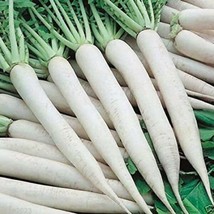 Fresh Garden White Icicle Radish Seeds 200 Ct WHITE ICE Vegetable Heirloom NON-G - £7.46 GBP
