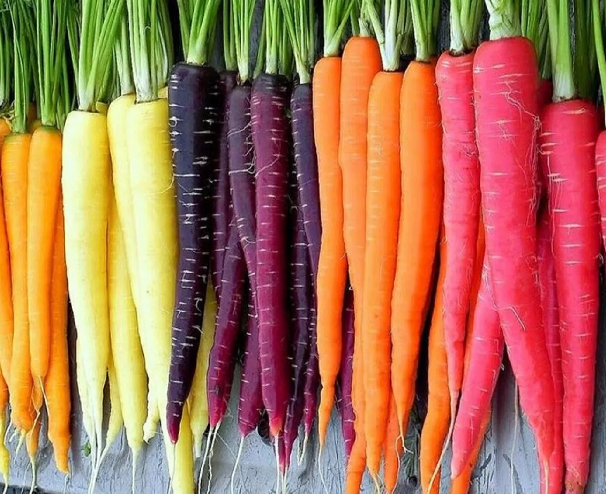 BPASTORE 150 Rainbow Blend Carrot Heirloom Non-Gmo Fresh Garden Seeds Online - $9.34