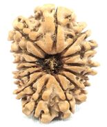 14 Mukhi Rudraksha / Fourteen Face Rudraksh - Nepal - 23.10 mm - IGL Cer... - $621.16 CAD