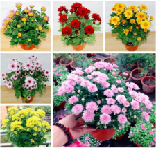 Spray Chrysanthemum Seed Flowers Mixed Fresh Fast Shipping - $90.10 MXN
