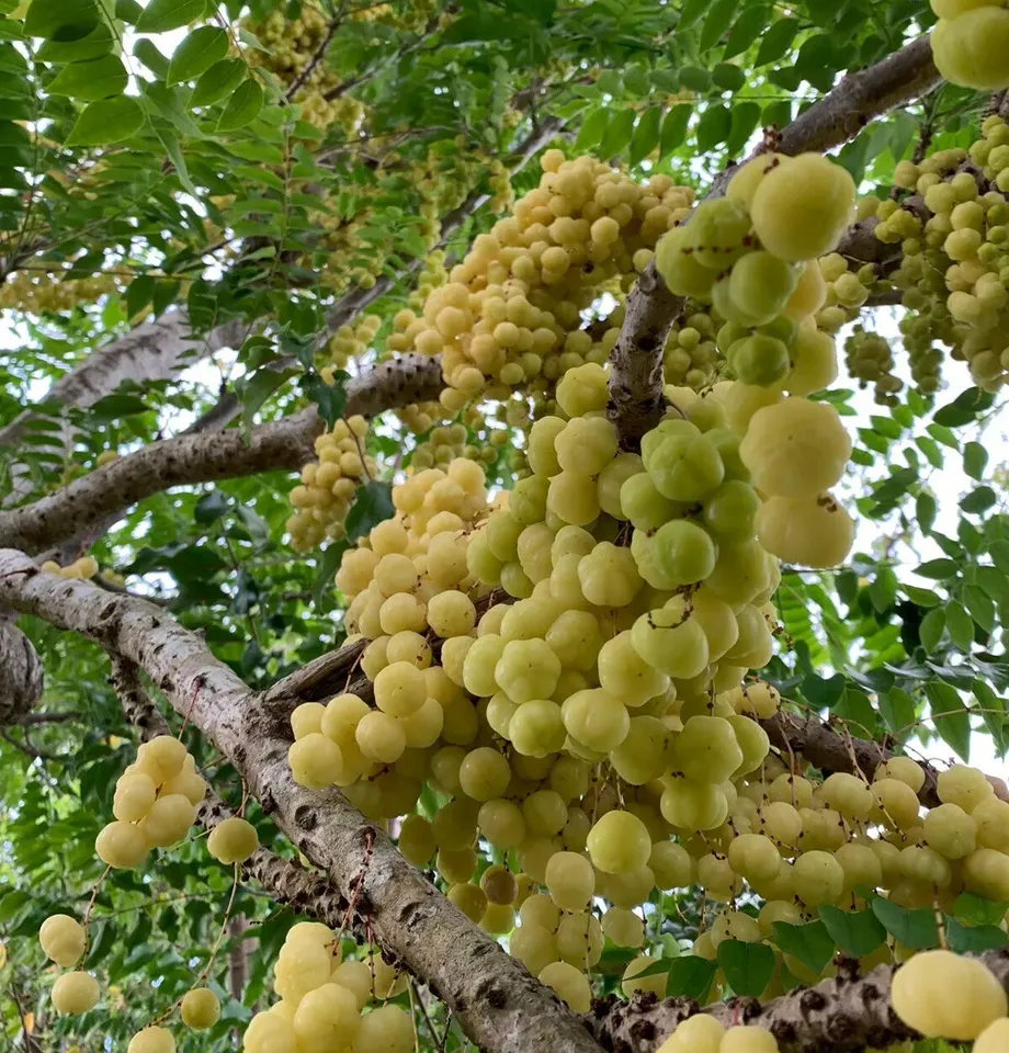 FRUIT TREE: GROSELLA (PHYLLANTHUS ACIDUS) 12 to 24 INCHES LIVE PLANT - $67.98