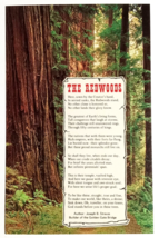 Muir Woods National Monument Redwoods Poem Trees California CA Postcard c1970s - £3.98 GBP