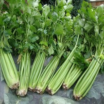 Celery Tendercrisp Vegetable Seeds Apium graveolens 30 Seeds Fresh Seeds - £10.02 GBP