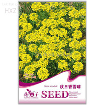 Yellow Spice Snowball Flower Original Package 50 seeds - £7.06 GBP