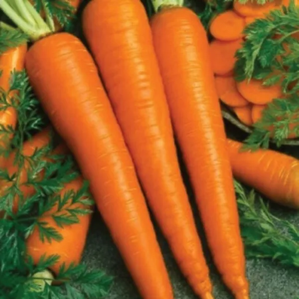 Fresh 1000+ Imperator 58 Carrot Seeds Danver Non-Gmo Heirloom Fancy 1000... - $9.34