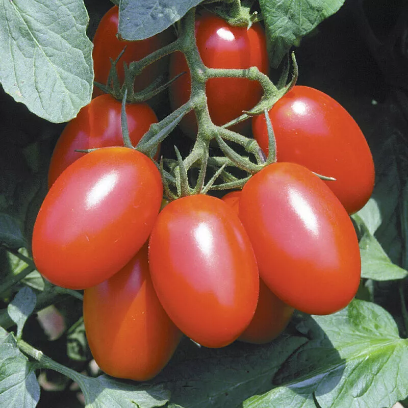 50+ Juliet F1 Tomato Hybrid Heirloom Seeds for Garden - $11.00