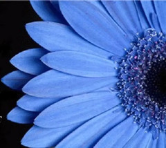 50 Blue Felicia Daisy &#39;The Blues&#39; Heterophlla Kingfisher Flower Seeds Fresh - £14.14 GBP
