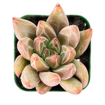 2&quot; Plant Pot Live Echeveria &#39;Psyche&#39; Rosette Succulent Rooted house Decor - £15.67 GBP