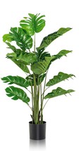 Split Leaf Philodendron {Philodendron selloum} Tropical Houseplant 10 seeds - £4.42 GBP