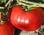 Delicious Tomato Seeds, NON-GMO, World Record Beefsteak, Heirloom, FREE ... - $30.50 MXN+