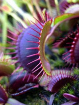 Dionaea Muscipula Seeds Giant Clip Venus Fly Trap Insectivorous &amp; - $12.68 CAD