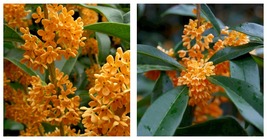 Rooted Starter Plant APRICOT ECHO Fragrant Tea Sweet Olive Osmanthus fragrans - £28.96 GBP