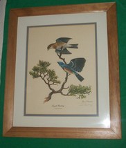 1972 LITHO PRINT ART RAY HARM LAPIS LAZULI BUNTING BLUE SONG BIRD AUDUBO... - £78.48 GBP