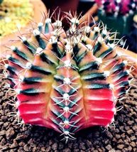 25 Mixed Colors Cactus Seeds Flower Plant Bonsai Dwarf From US - $10.00