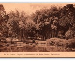 Royal Botanical Gardens Peradeniya Kandy Ceylon Sri Lanka UNP DB Postcar... - £4.70 GBP